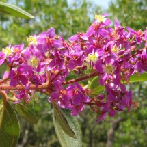 Pink flower in the Balneario de Martinha